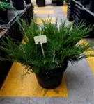 Strauchwacholder 'Mint Julep' - Juniperus media 'Mint Julep' - Nadeln - Koniferen