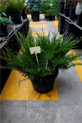 Strauchwacholder 'Mint Julep' - Juniperus media 'Mint Julep' - Nadeln - Koniferen
