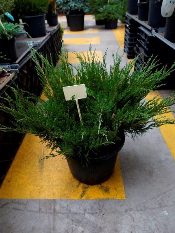 Strauchwacholder 'Mint Julep' - Juniperus media 'Mint Julep' - Nadeln - Koniferen
