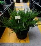 Strauchwacholder 'Mint Julep' - Juniperus media 'Mint Julep' - Nadeln - Koniferen