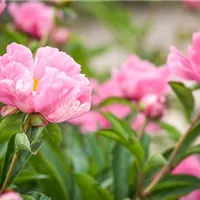 Die Königinnen des Frühlings