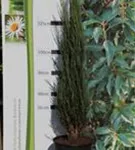 Wacholder 'Blue Arrow' - Juniperus scopulorum 'Blue Arrow'