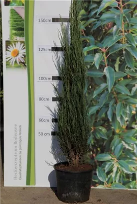 Wacholder 'Blue Arrow' - Juniperus scopulorum 'Blue Arrow'