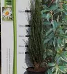 Wacholder 'Blue Arrow' - Juniperus scopulorum 'Blue Arrow'