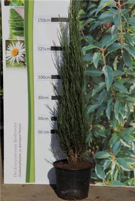 Wacholder 'Blue Arrow' - Juniperus scopulorum 'Blue Arrow'