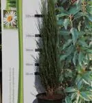 Wacholder 'Blue Arrow' - Juniperus scopulorum 'Blue Arrow'