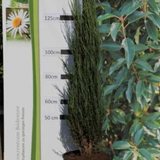 Juniperus scopulorum 'Blue Arrow', C 12 125- 150