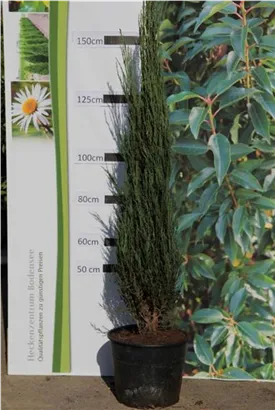 Wacholder 'Blue Arrow' - Juniperus scopulorum 'Blue Arrow'