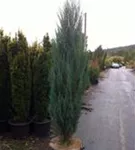 Wacholder 'Blue Arrow' - Juniperus scopulorum 'Blue Arrow'