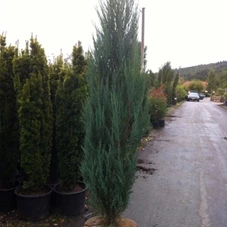 Juniperus scopulorum 'Blue Arrow', C 43 175- 200