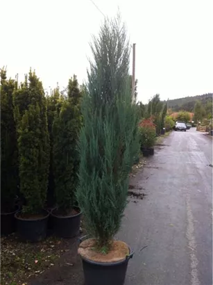Wacholder 'Blue Arrow' - Juniperus scopulorum 'Blue Arrow'