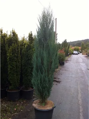 Wacholder 'Blue Arrow' - Juniperus scopulorum 'Blue Arrow'
