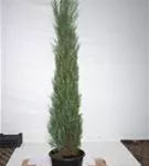 Wacholder 'Blue Arrow' - Juniperus scopulorum 'Blue Arrow'