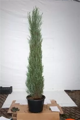 Wacholder 'Blue Arrow' - Juniperus scopulorum 'Blue Arrow'