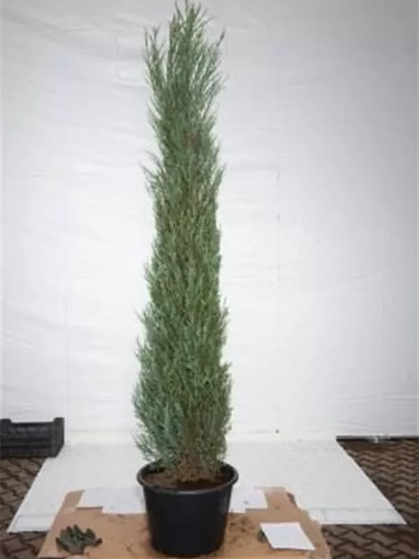 Wacholder 'Blue Arrow' - Juniperus scopulorum 'Blue Arrow'