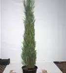 Wacholder 'Blue Arrow' - Juniperus scopulorum 'Blue Arrow'
