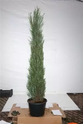 Wacholder 'Blue Arrow' - Juniperus scopulorum 'Blue Arrow'