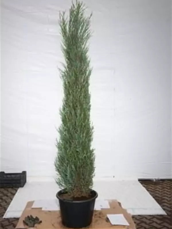 Wacholder 'Blue Arrow' - Juniperus scopulorum 'Blue Arrow'