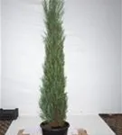 Wacholder 'Blue Arrow' - Juniperus scopulorum 'Blue Arrow'