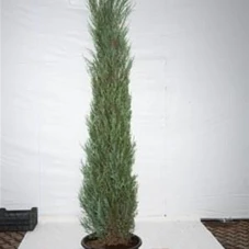 Juniperus scopulorum 'Blue Arrow', C 65 200- 225
