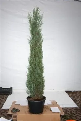 Wacholder 'Blue Arrow' - Juniperus scopulorum 'Blue Arrow'