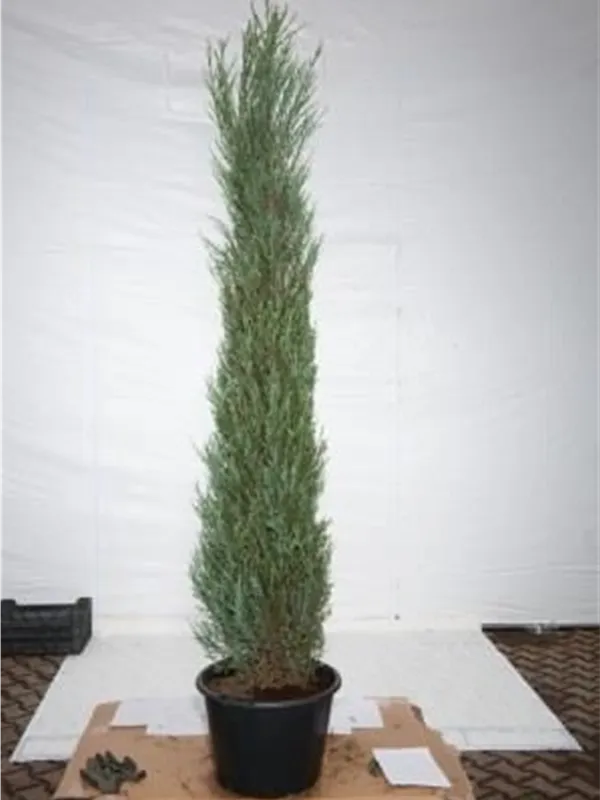Wacholder 'Blue Arrow' - Juniperus scopulorum 'Blue Arrow'