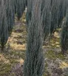 Wacholder 'Blue Arrow' - Juniperus scopulorum 'Blue Arrow'