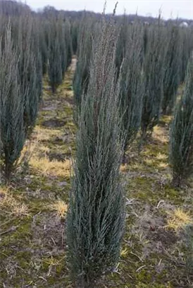 Wacholder 'Blue Arrow' - Juniperus scopulorum 'Blue Arrow'