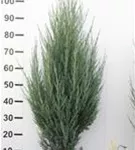 Wacholder 'Blue Arrow' - Juniperus scopulorum 'Blue Arrow'