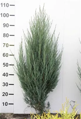 Wacholder 'Blue Arrow' - Juniperus scopulorum 'Blue Arrow'