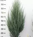 Wacholder 'Blue Arrow' - Juniperus scopulorum 'Blue Arrow'