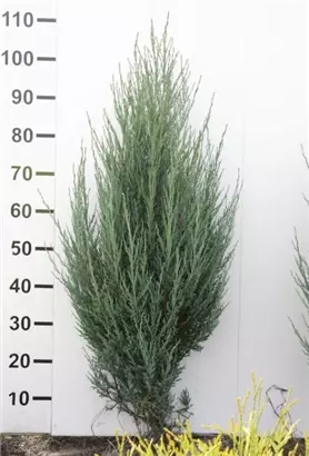 Wacholder 'Blue Arrow' - Juniperus scopulorum 'Blue Arrow'