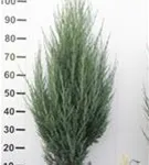 Wacholder 'Blue Arrow' - Juniperus scopulorum 'Blue Arrow'
