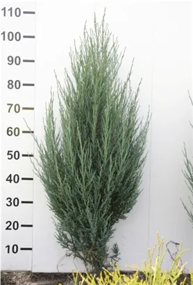 Wacholder 'Blue Arrow' - Juniperus scopulorum 'Blue Arrow'