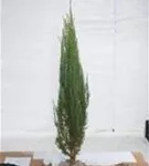 Wacholder 'Blue Arrow' - Juniperus scopulorum 'Blue Arrow'