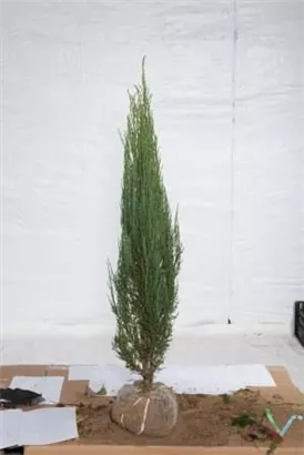 Wacholder 'Blue Arrow' - Juniperus scopulorum 'Blue Arrow'