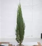 Wacholder 'Blue Arrow' - Juniperus scopulorum 'Blue Arrow'