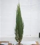 Wacholder 'Blue Arrow' - Juniperus scopulorum 'Blue Arrow'