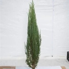 Juniperus scopulorum 'Blue Arrow', mB 100- 125