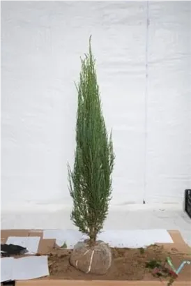 Wacholder 'Blue Arrow' - Juniperus scopulorum 'Blue Arrow'