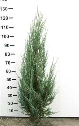 Wacholder 'Blue Arrow' - Juniperus scopulorum 'Blue Arrow'