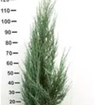 Wacholder 'Blue Arrow' - Juniperus scopulorum 'Blue Arrow'