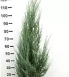 Wacholder 'Blue Arrow' - Juniperus scopulorum 'Blue Arrow'