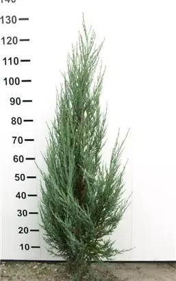 Wacholder 'Blue Arrow' - Juniperus scopulorum 'Blue Arrow'