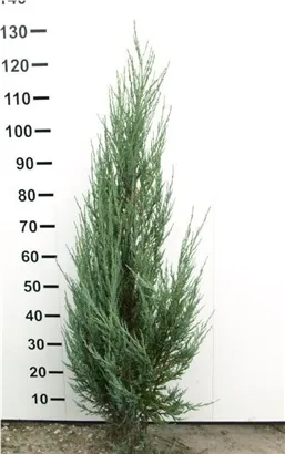 Wacholder 'Blue Arrow' - Juniperus scopulorum 'Blue Arrow'
