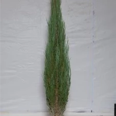 Juniperus scopulorum 'Blue Arrow', MB 125- 150