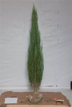 Wacholder 'Blue Arrow' - Juniperus scopulorum 'Blue Arrow'