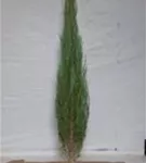 Wacholder 'Blue Arrow' - Juniperus scopulorum 'Blue Arrow'