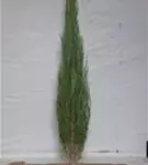 Wacholder 'Blue Arrow' - Juniperus scopulorum 'Blue Arrow'