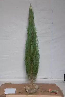 Wacholder 'Blue Arrow' - Juniperus scopulorum 'Blue Arrow'